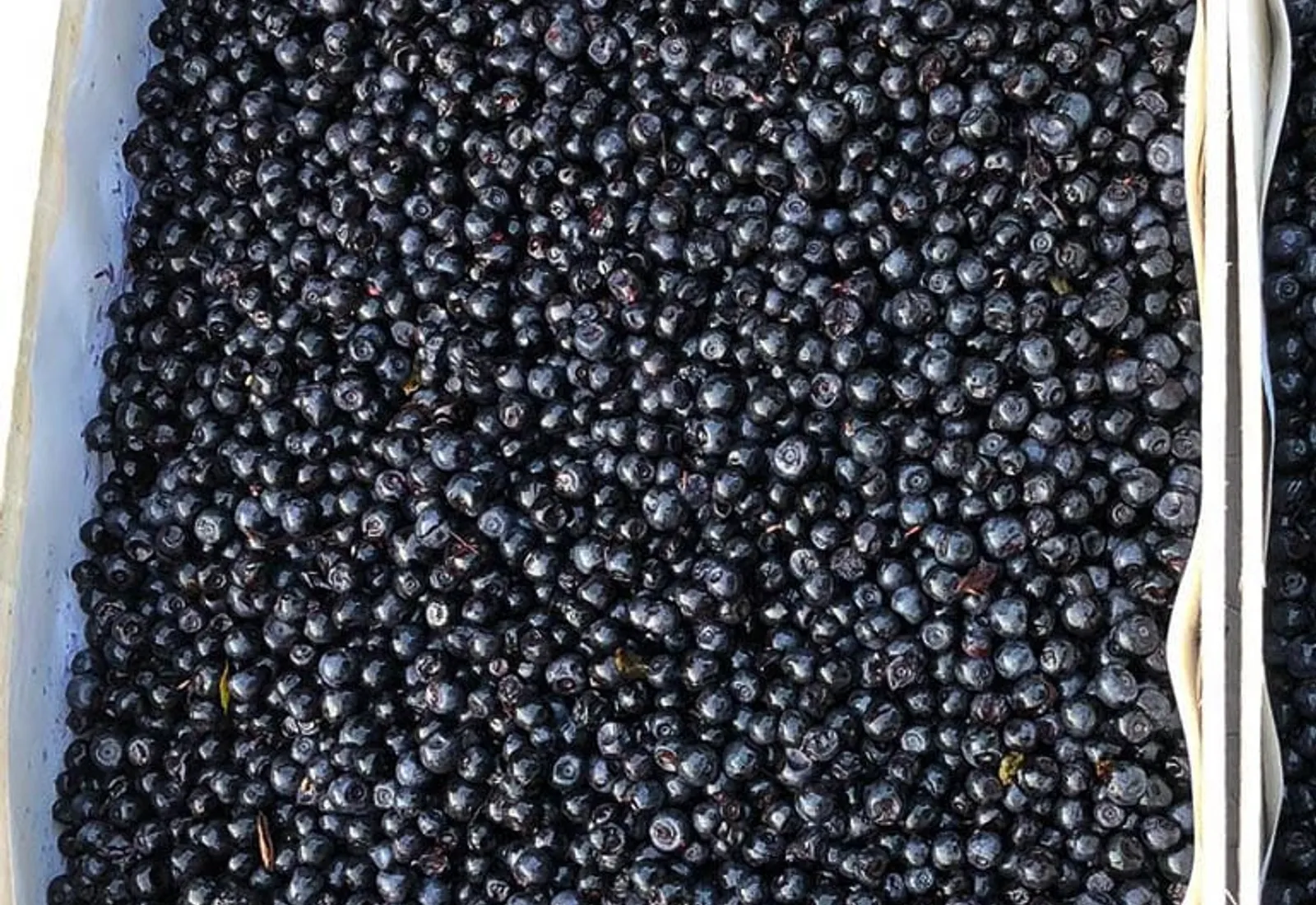 Wilde Heidelbeeren in einer Steige