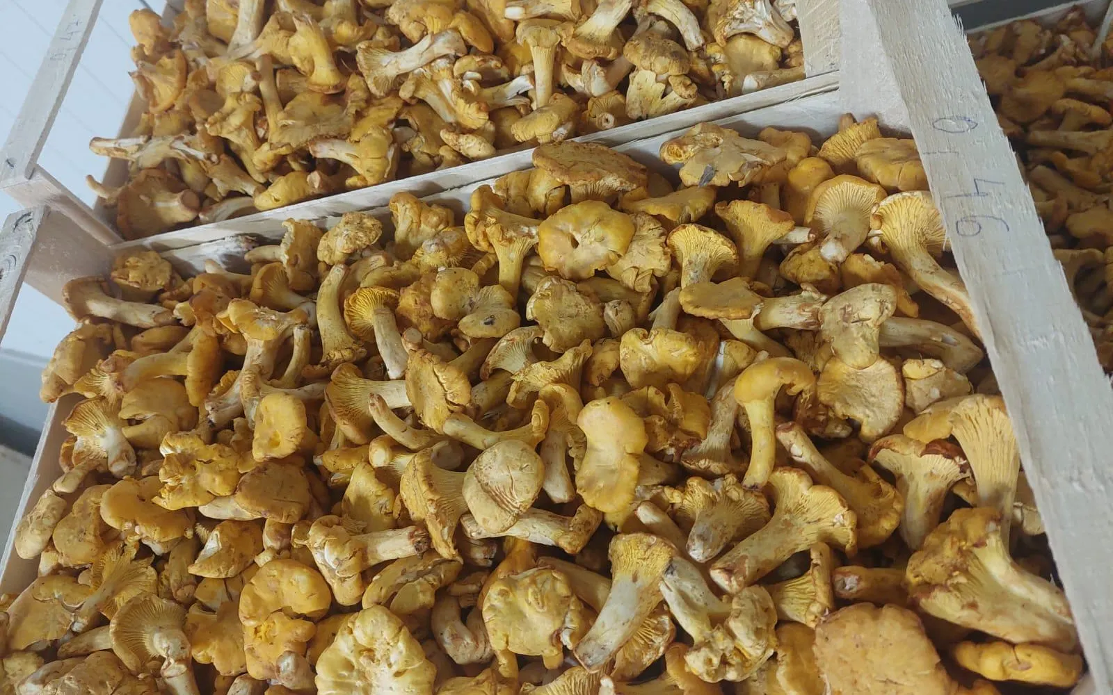 Frische Pfifferlinge in Holzsteigen