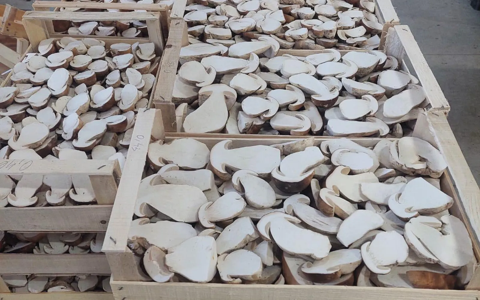 Frische Steinpilze, halbiert, in Holzsteigen